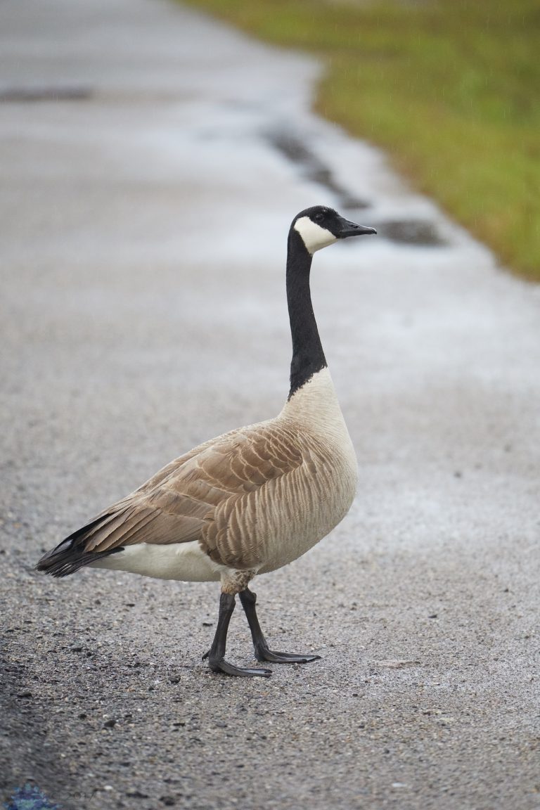 Outside: Mill Valley Birds