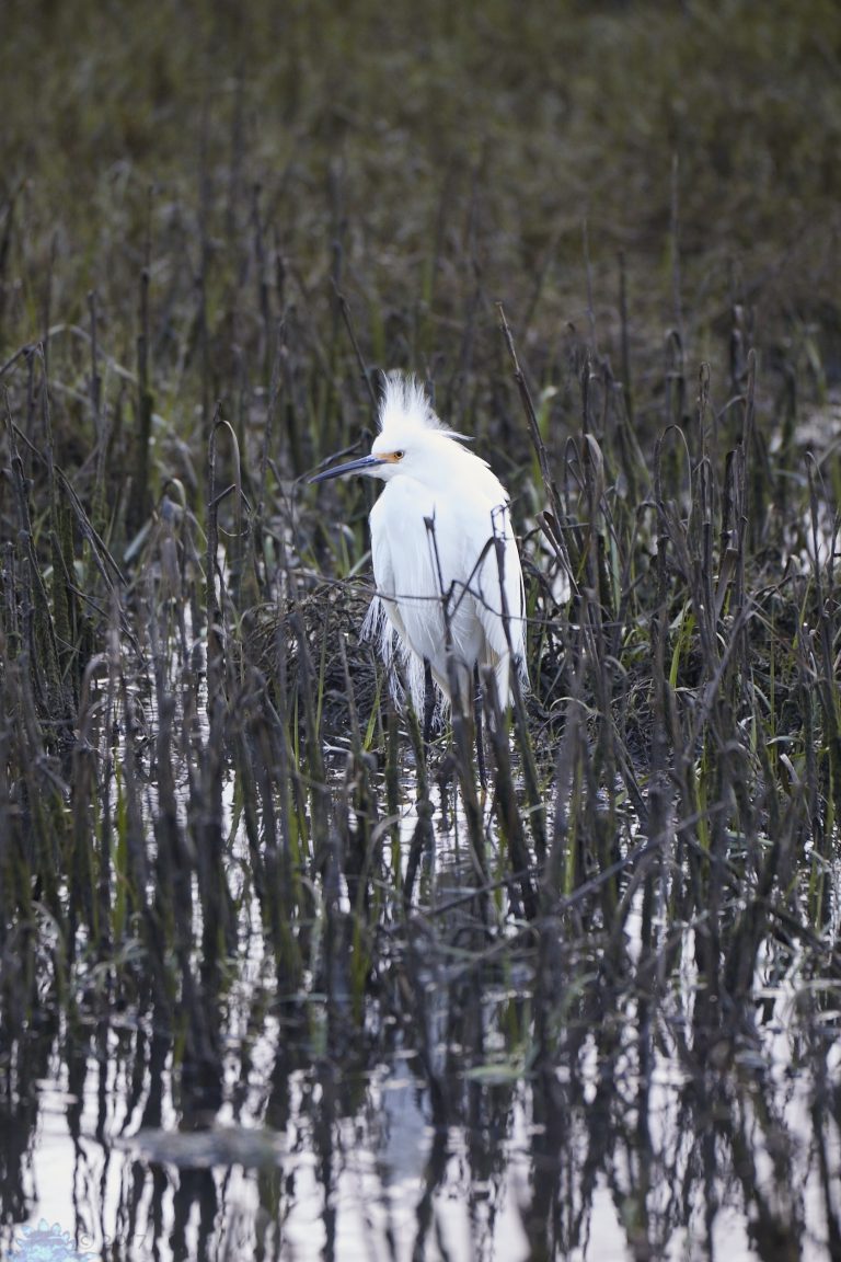 Outside: Mill Valley Birds