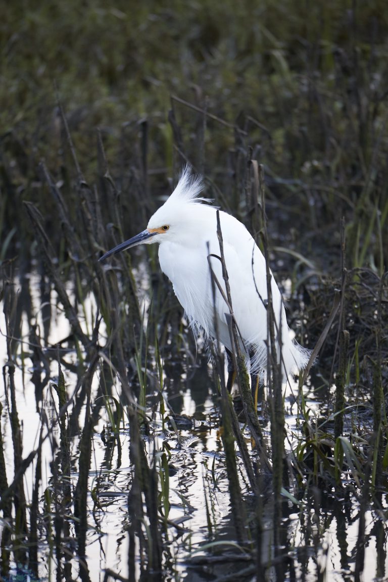 Outside:  Mill Valley Birds