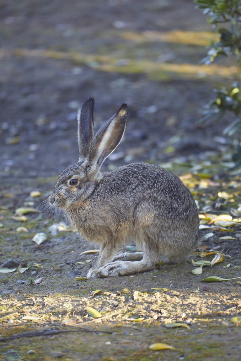 Hare Week (Evening Edition)