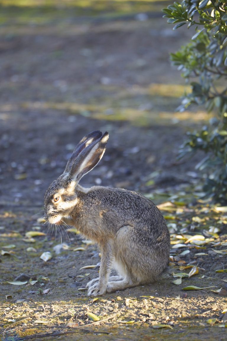 Hare Week (Evening Edition)