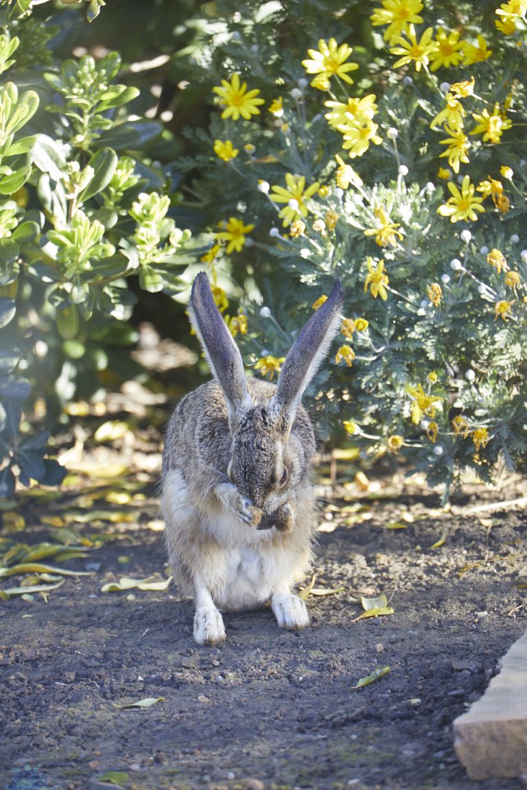 Hare Week (Evening Edition)
