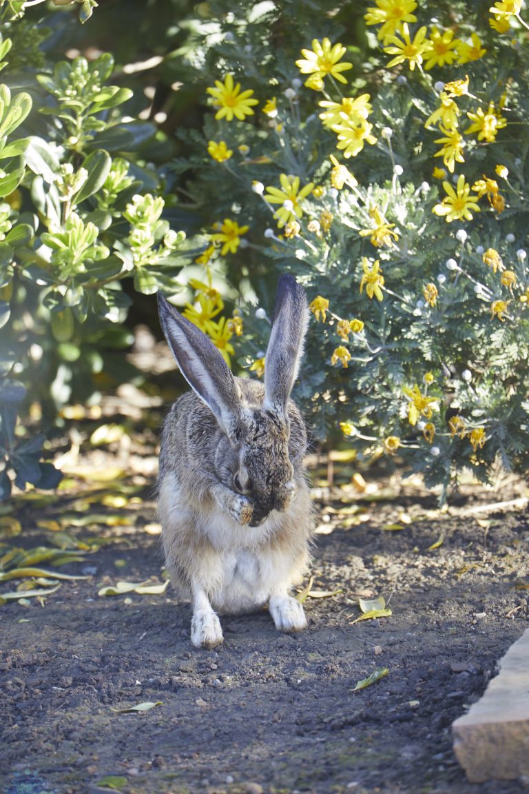 Western Hare
