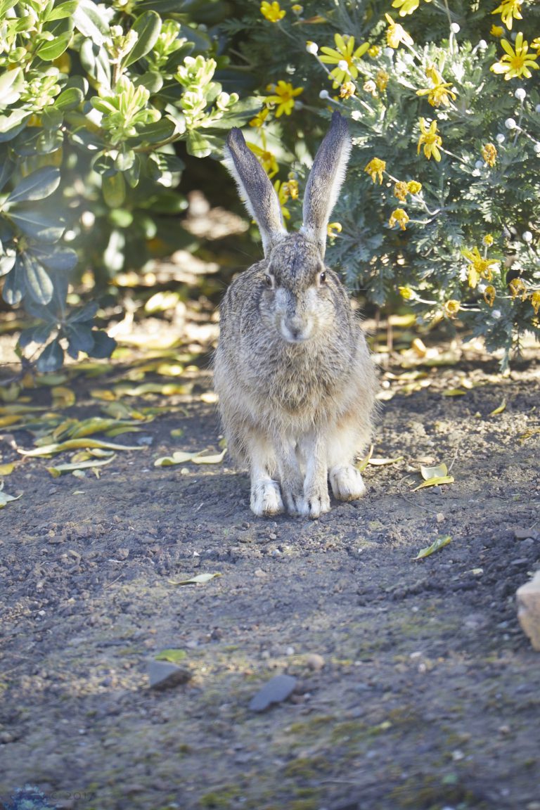 Western Hare Week