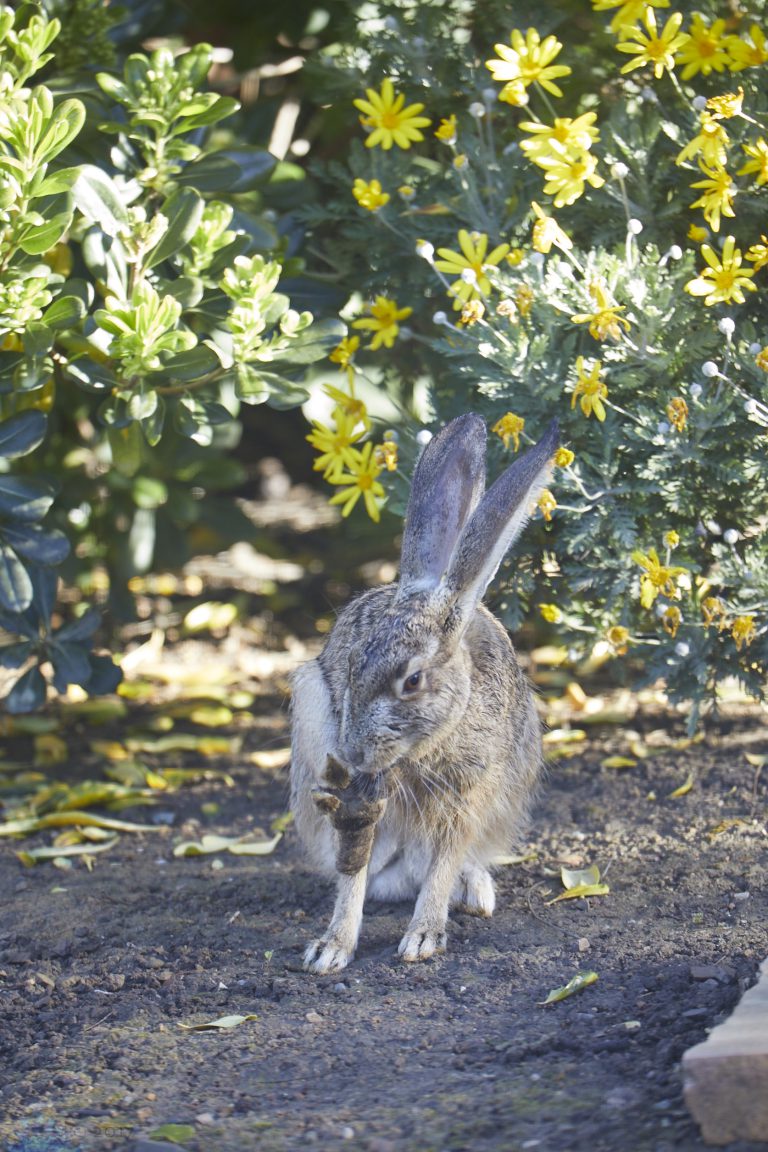Old School Week: Hare