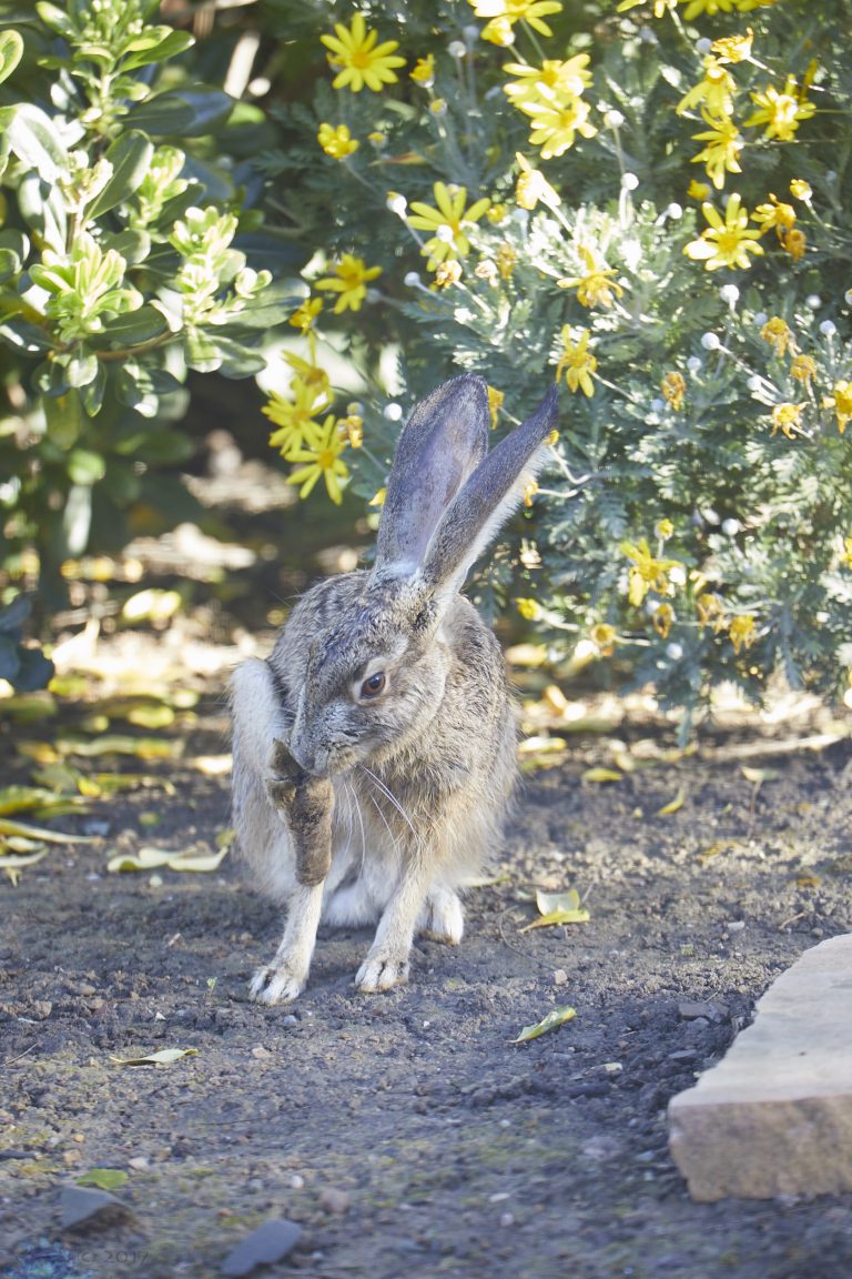 Western Hare Week