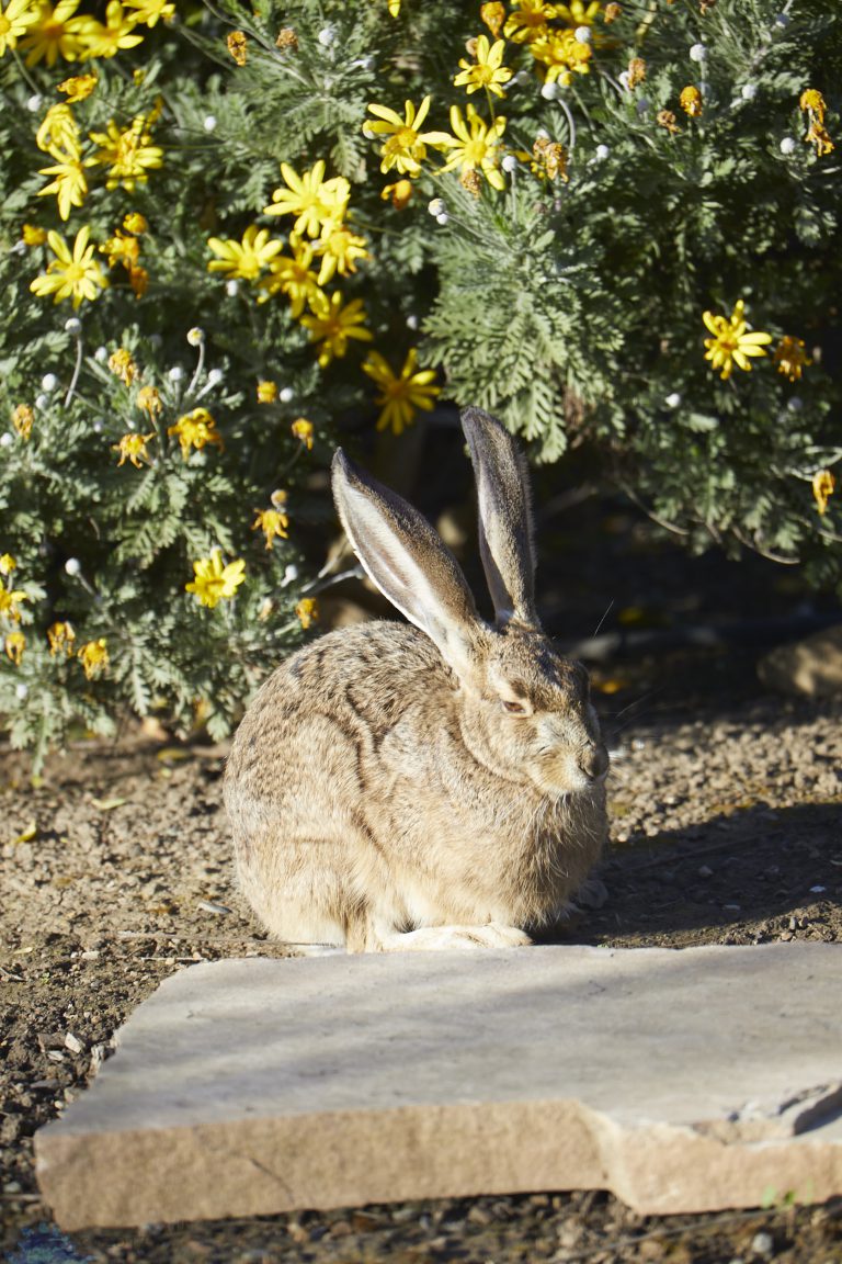 Hare Week (Evening Edition)