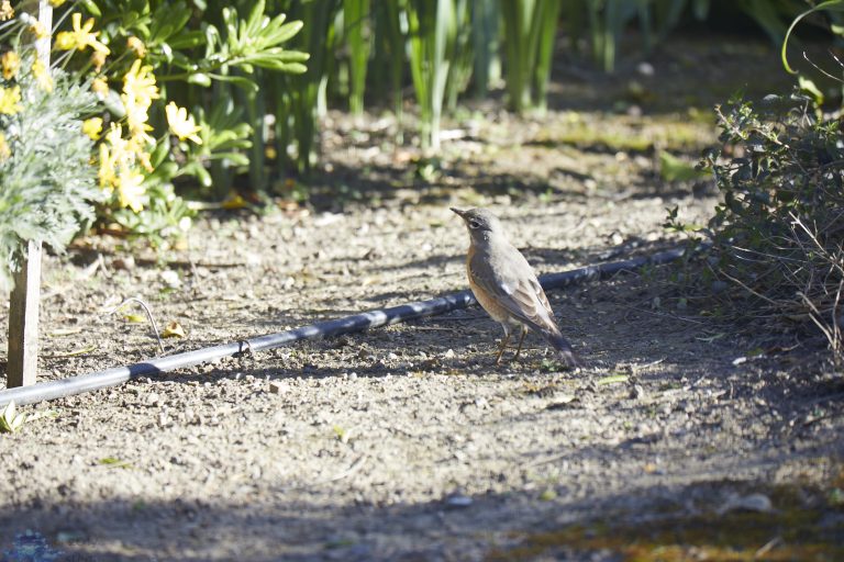American Robin