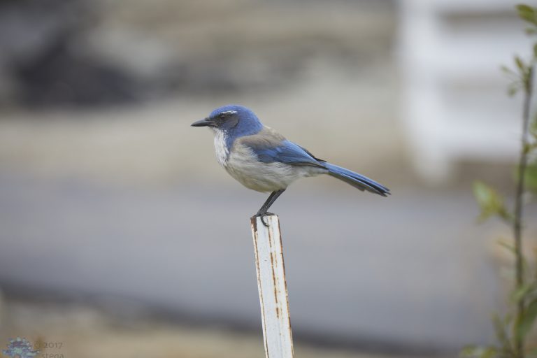 California Scrub Jay