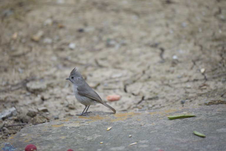 Oak Titmouse