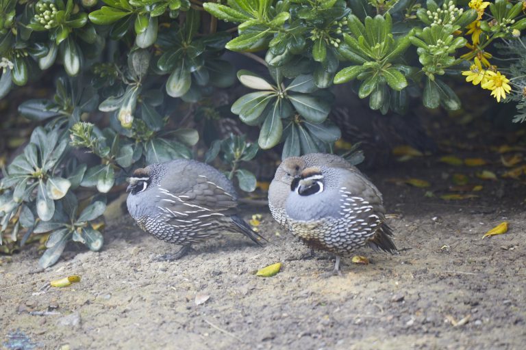 California Quail