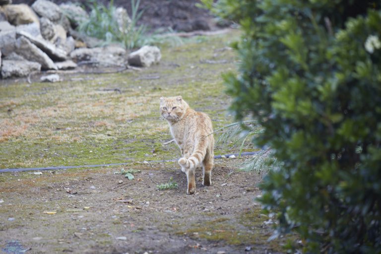 Bonus  Ginger Tom