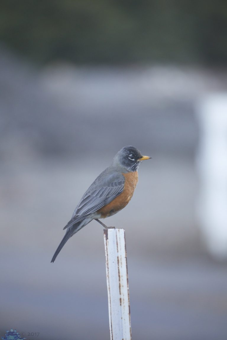 American Robin