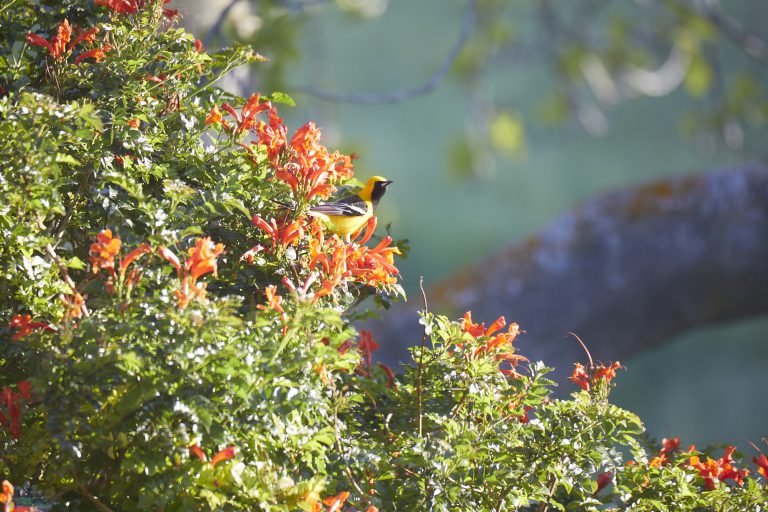 Hooded Oriole