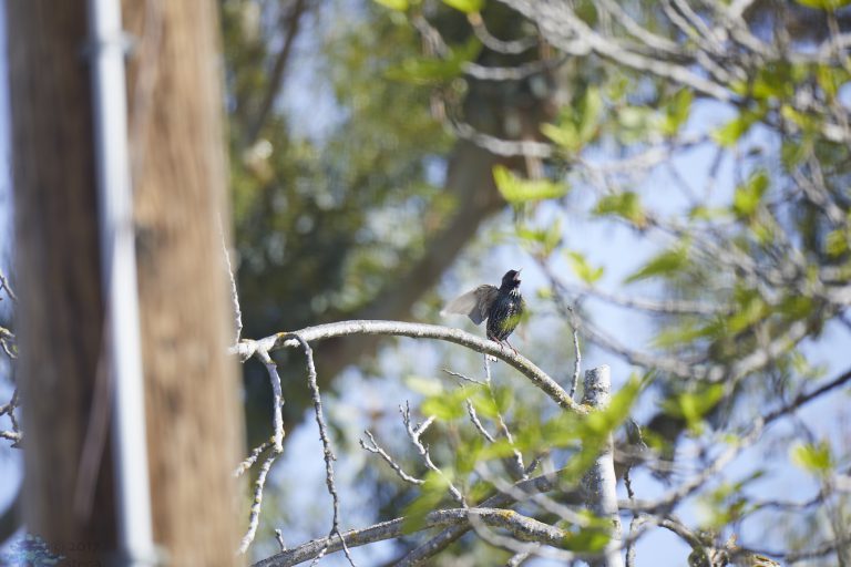 European Starling