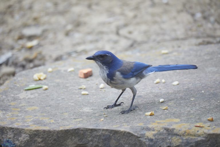 California Scrub Jay Week