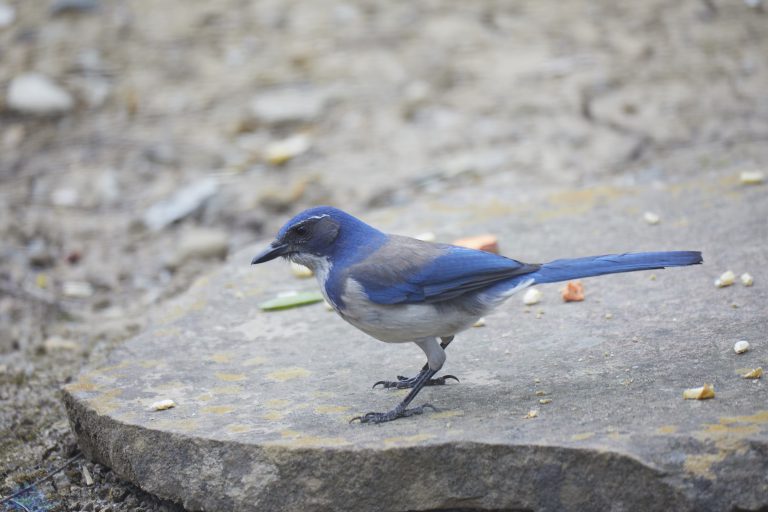 California Scrub Jay