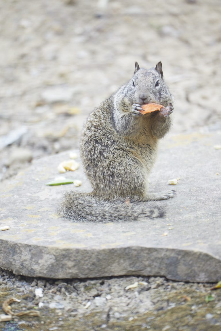 Old School Week: Ground Squirrel