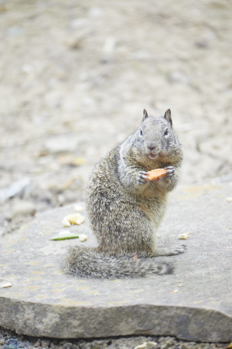 Squirrel (x3)