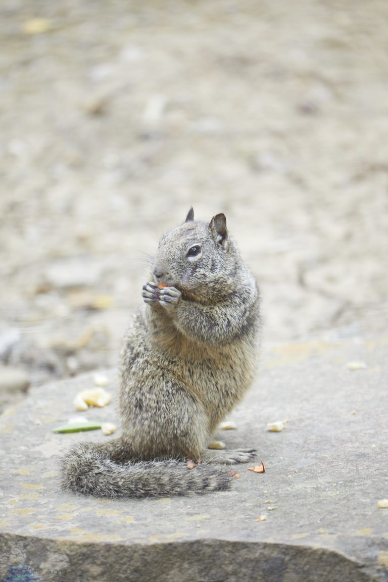 Old School Week: Ground Squirrel