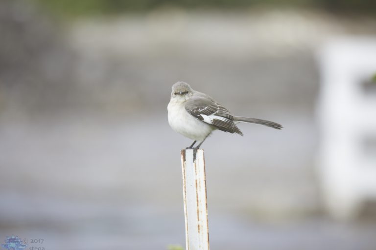 Northern Mockingbird
