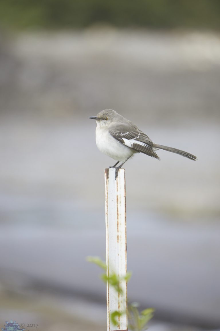 Northern Mockingbird