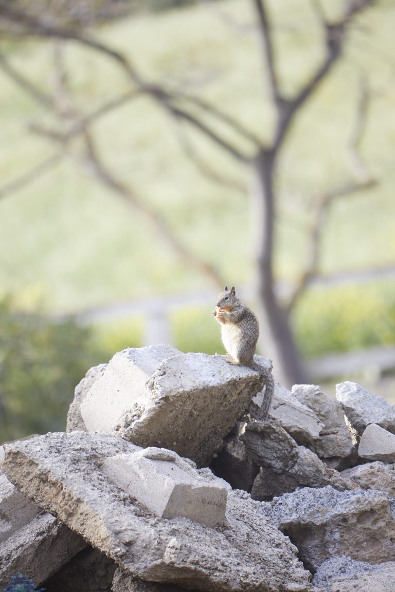 Old School Week: Ground Squirrels