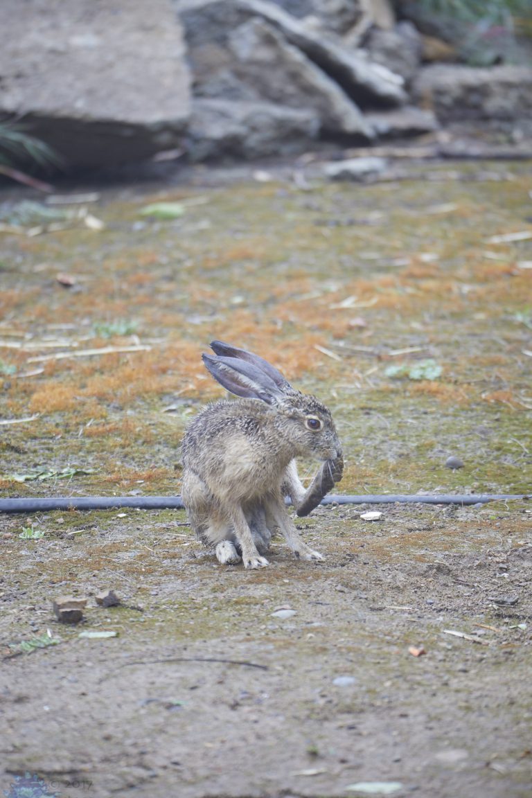 Hare Week (Evening Edition)