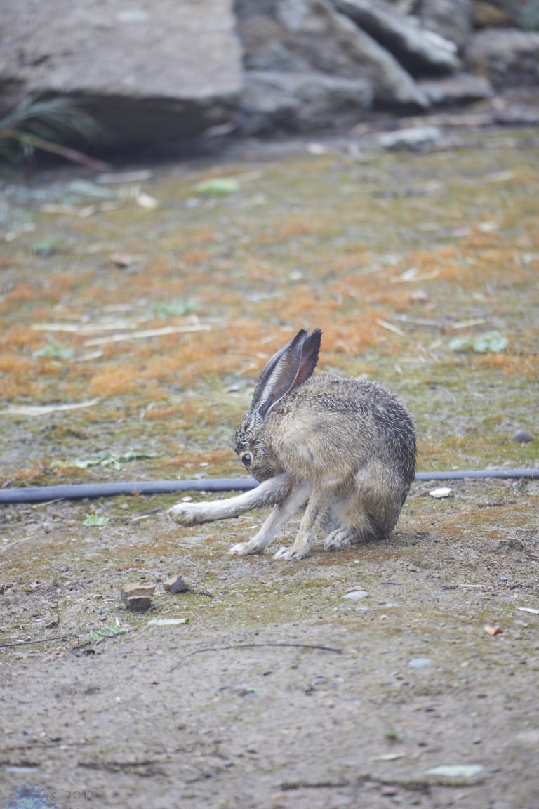 Hare Week (Evening Edition)