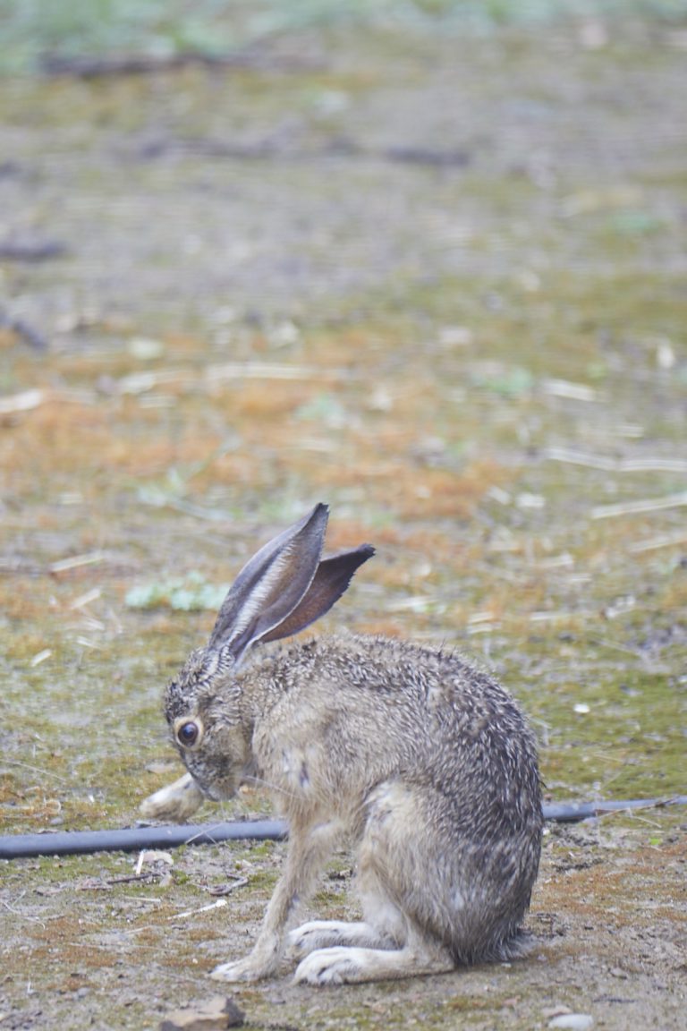 Hare