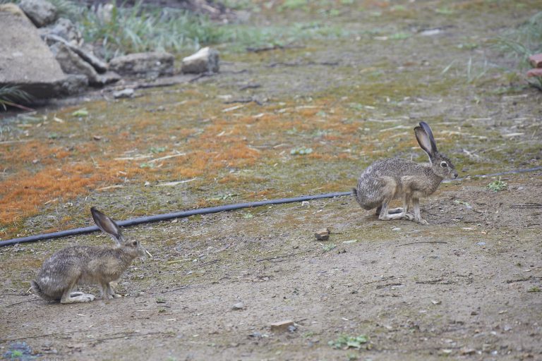 Western Hare Week