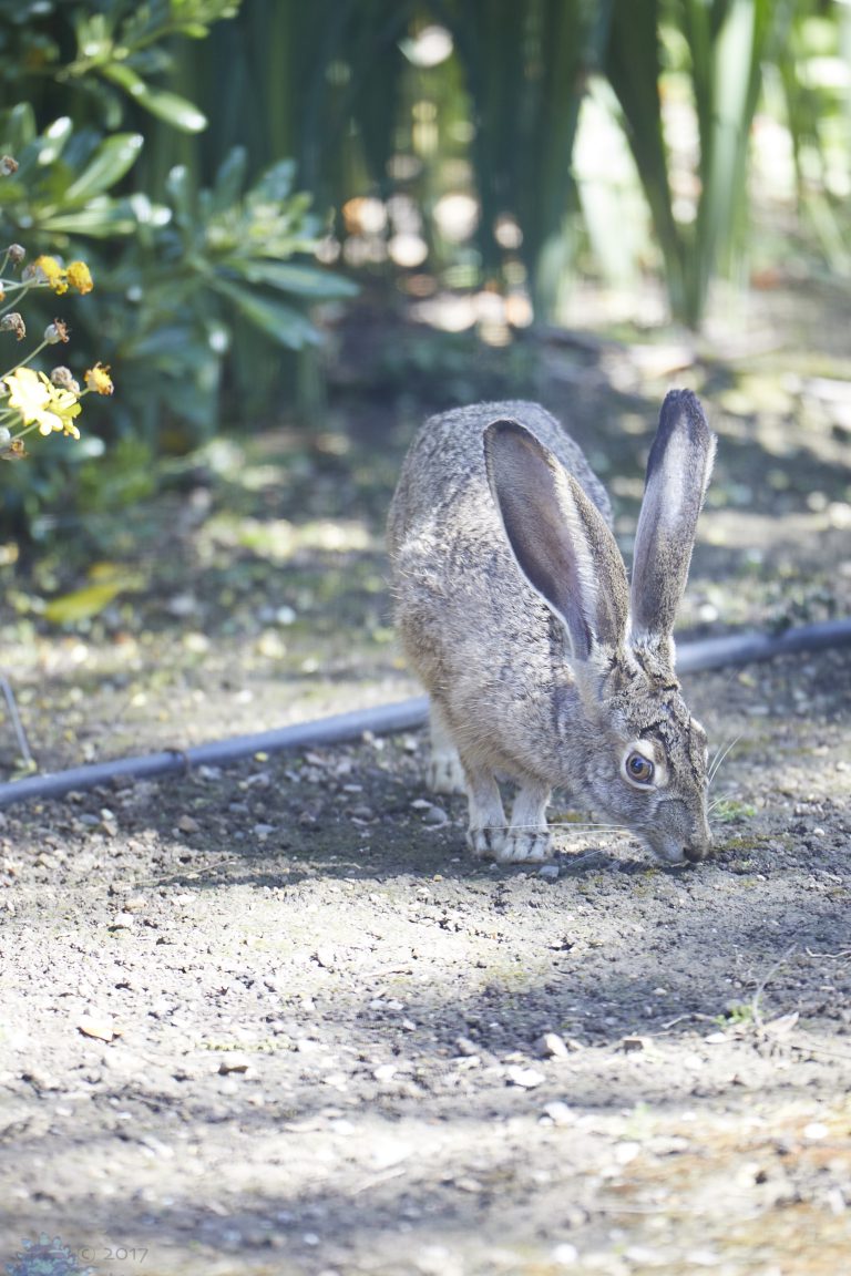 Western Hare Week