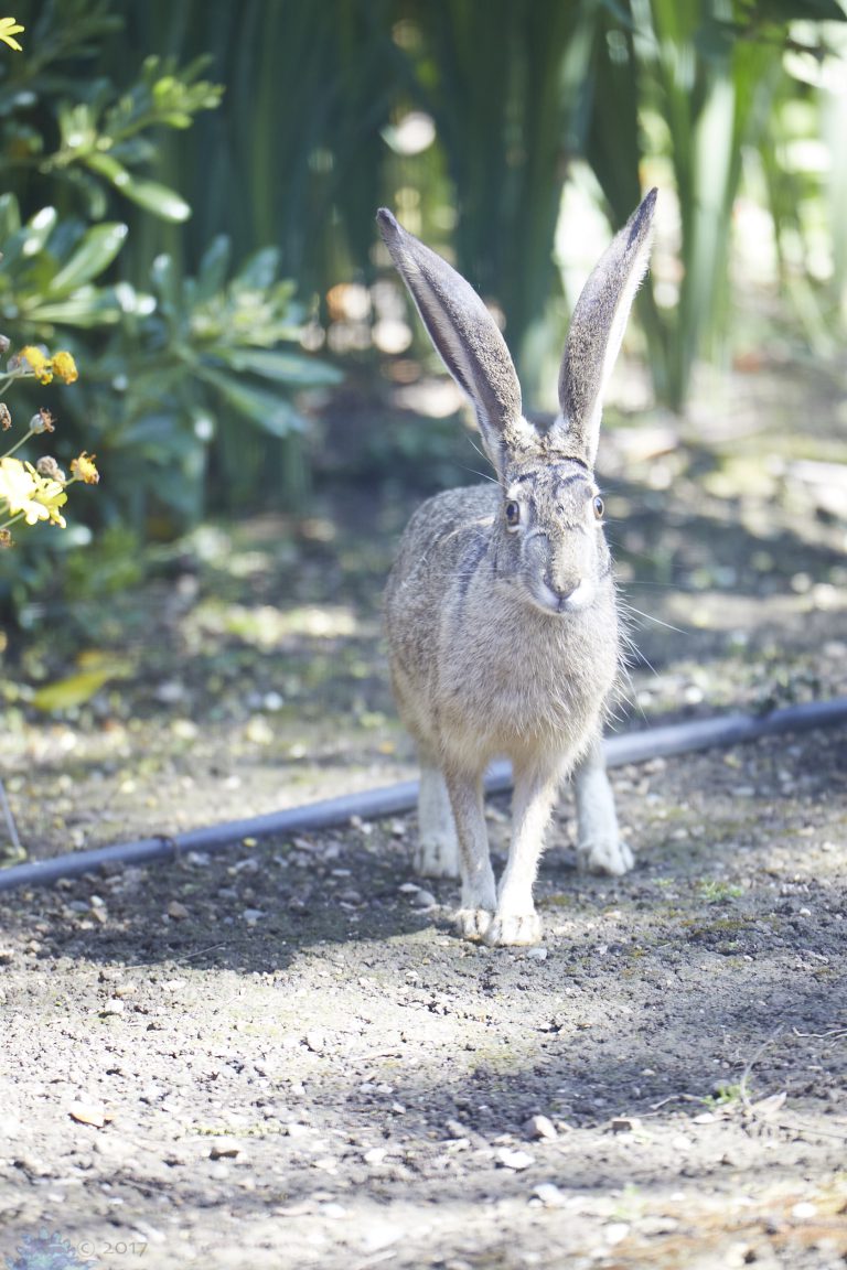 Western Hare