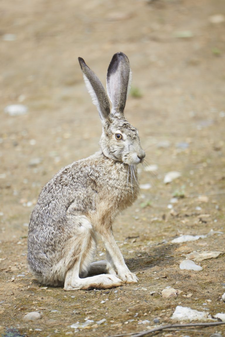 Hare (series)