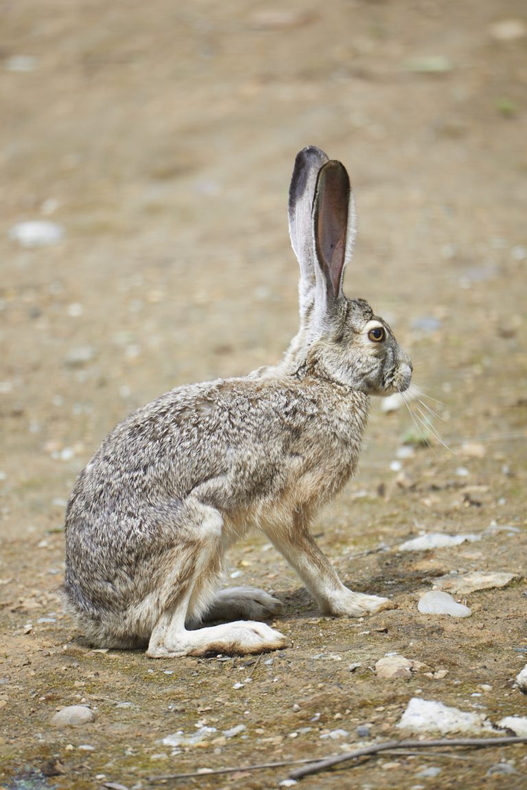 Old School Week: Hare