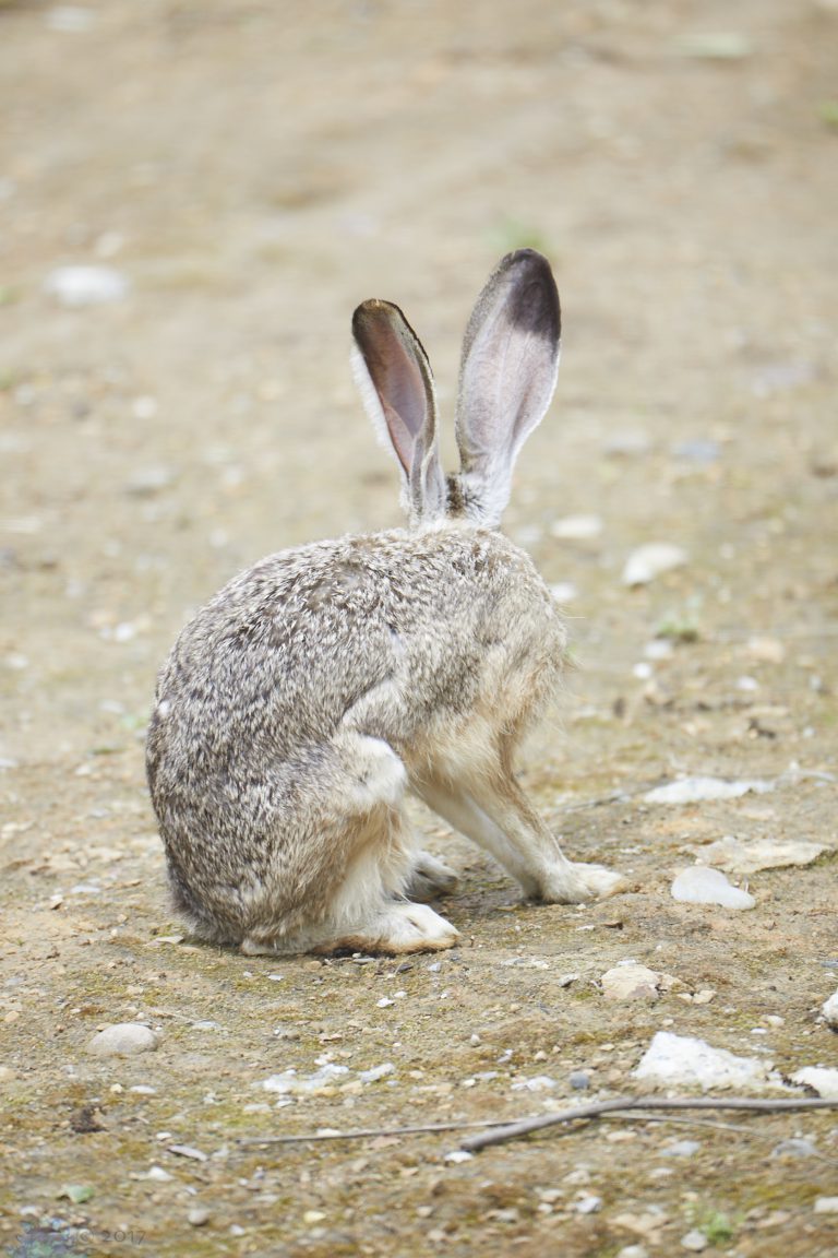 Old School Week: Hare