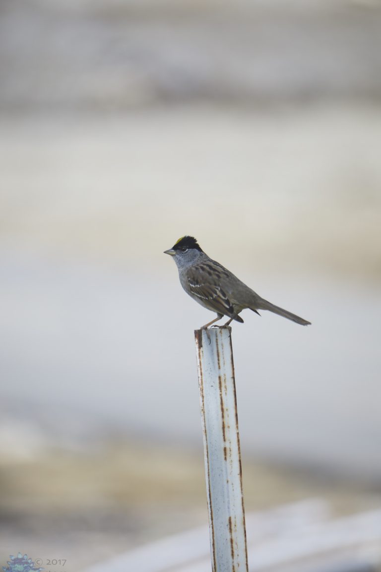 Gold-Crowned Sparrow