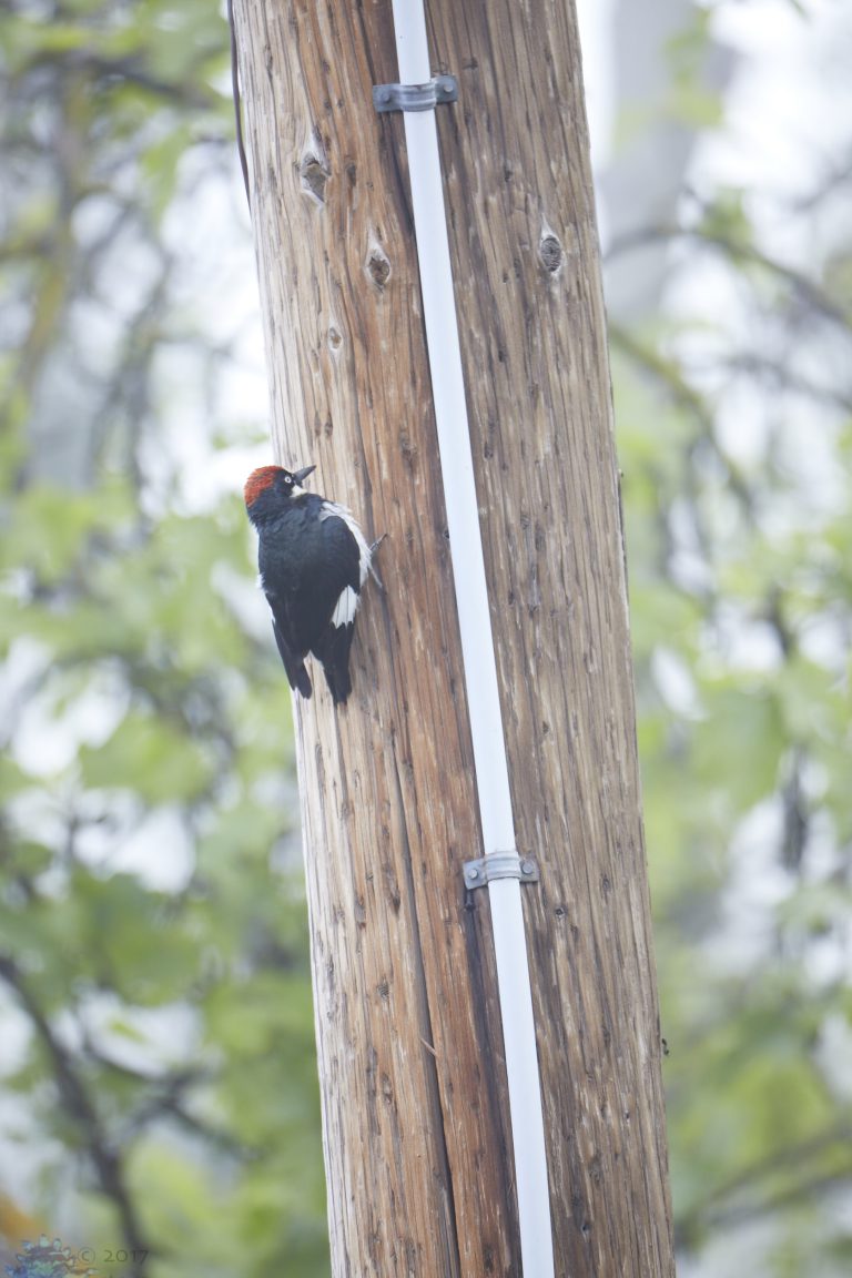 Acorn Woodpecker