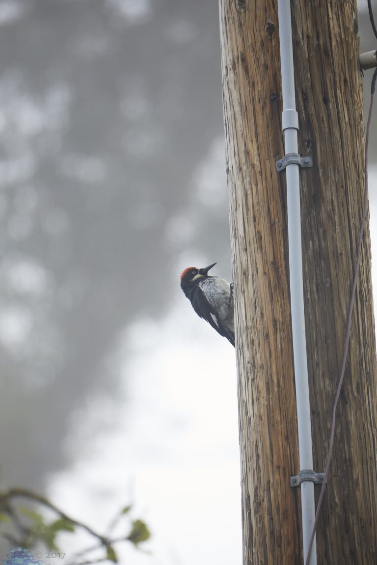 Acorn Woodpecker