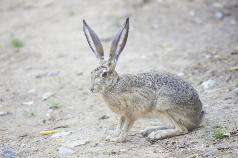 Western Hare Week