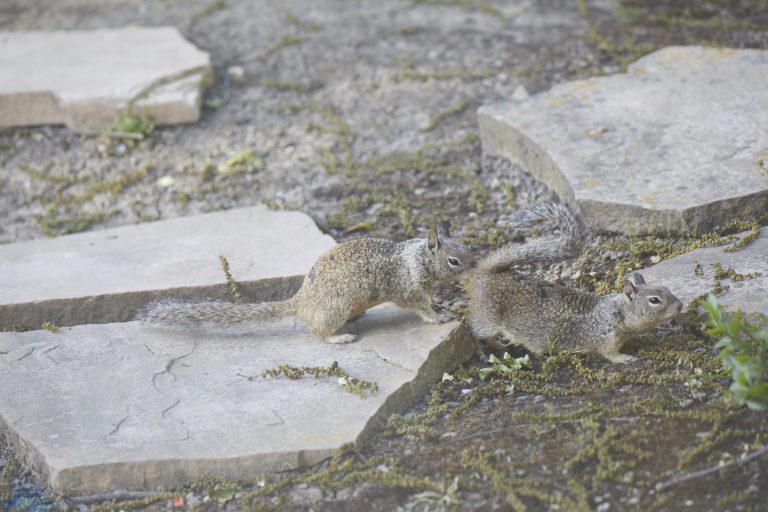 Old School Week: Ground Squirrels