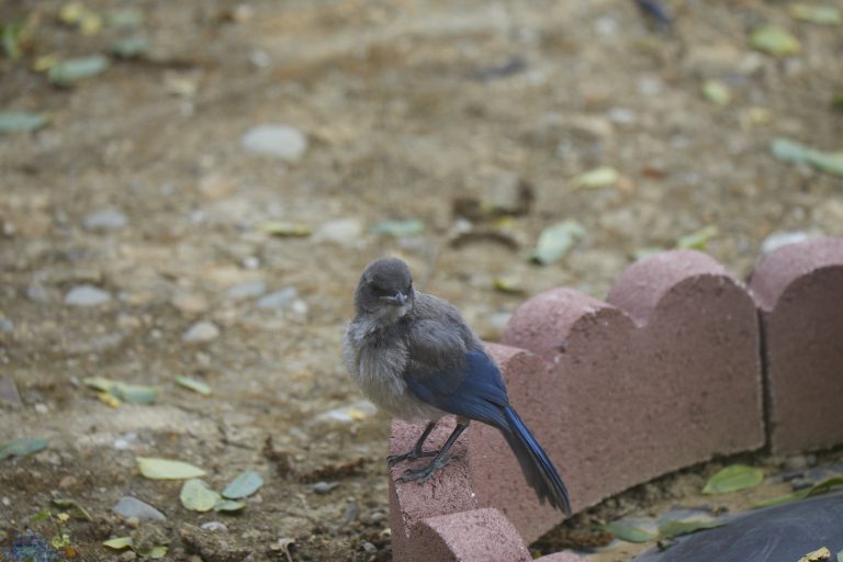 California Scrub Jay Week