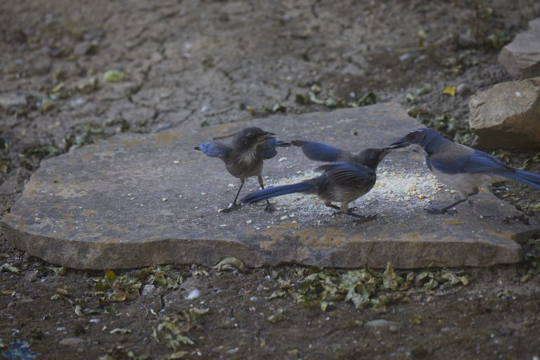 California Scrub Jay Week