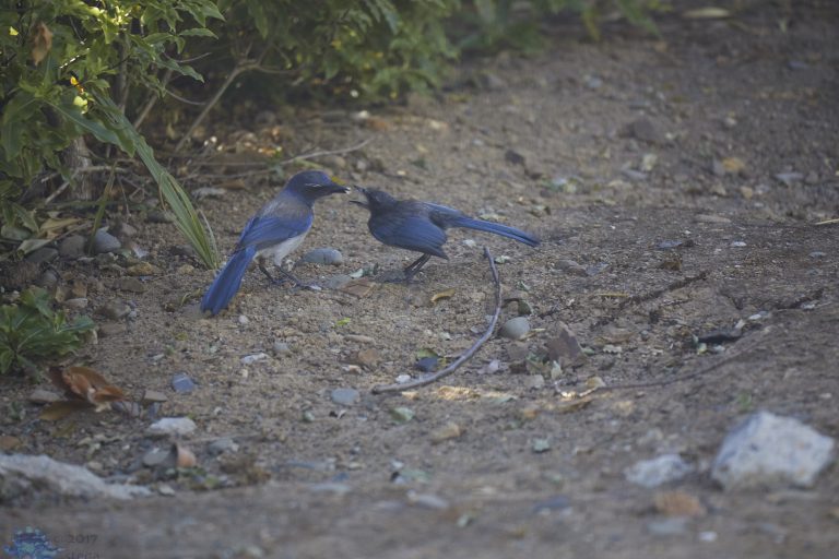 California Scrub Jay Week