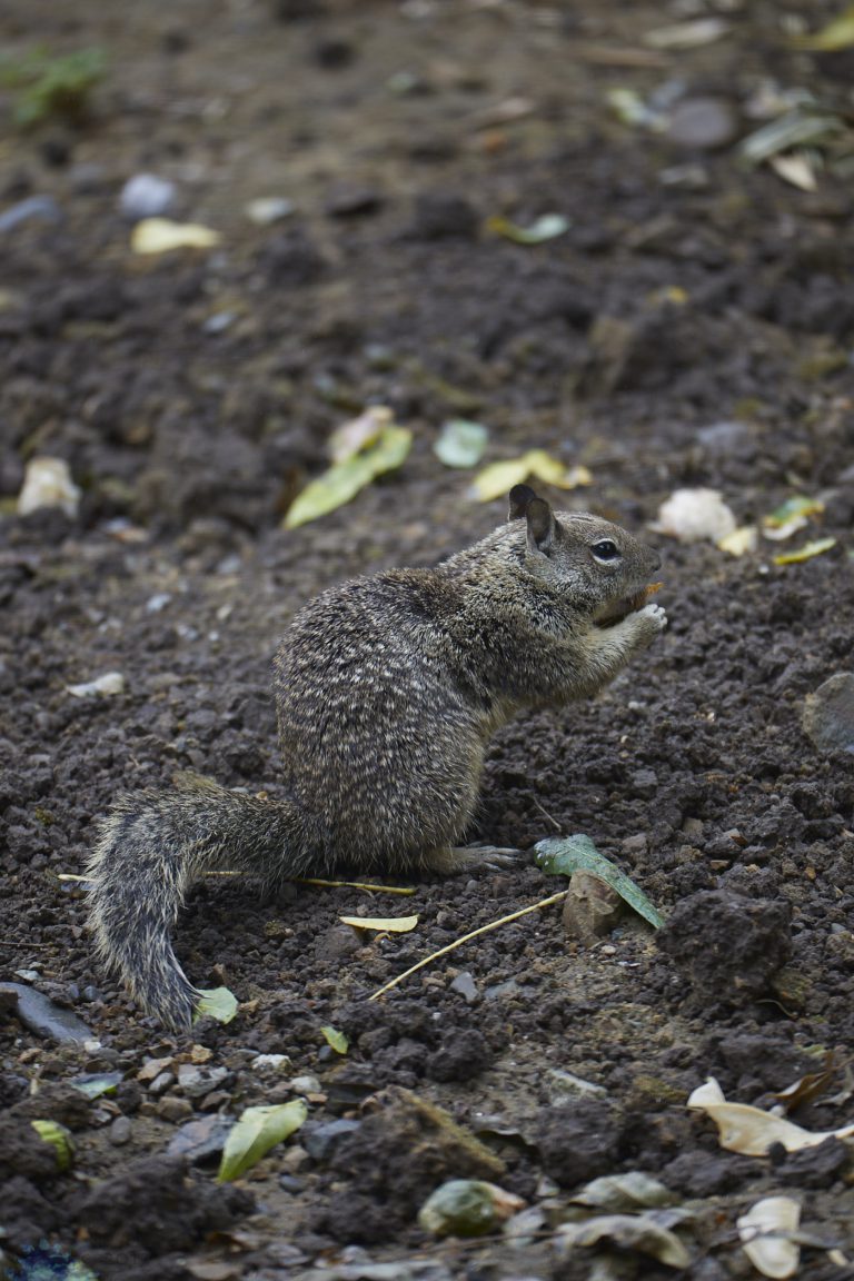 Old School Week: Ground Squirrels