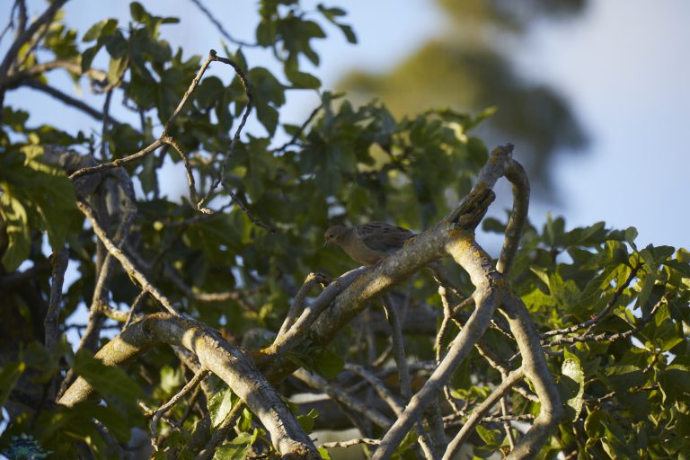 Mourning Dove in Shade