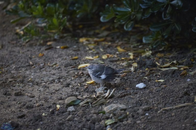 Northern Mockingbird Fledgling