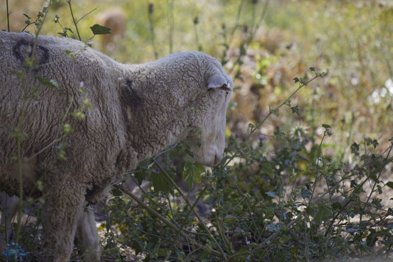Out and About @ Purgatory: Rogue Sheep
