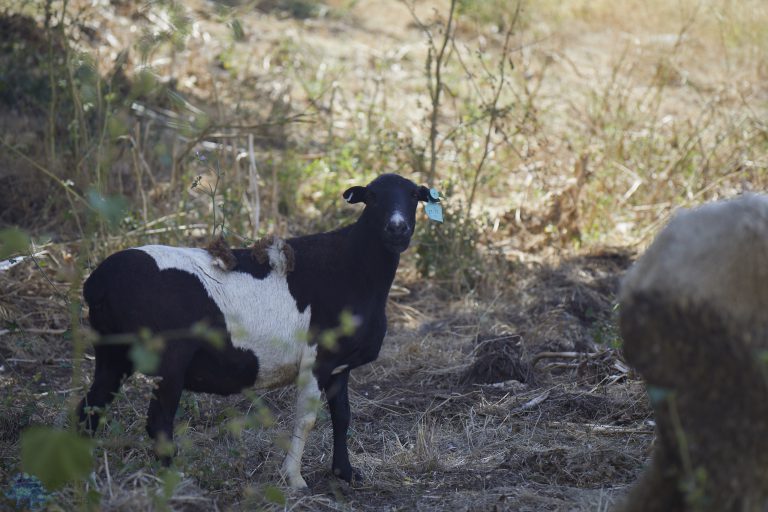Out and About @ Purgatory: Rogue Sheep