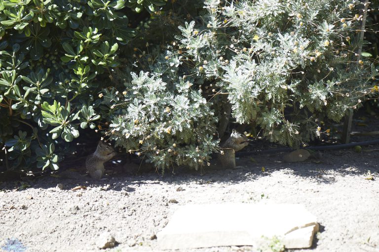 Ground Squirrel Week